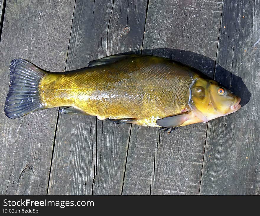 Tench on the dark planks background.