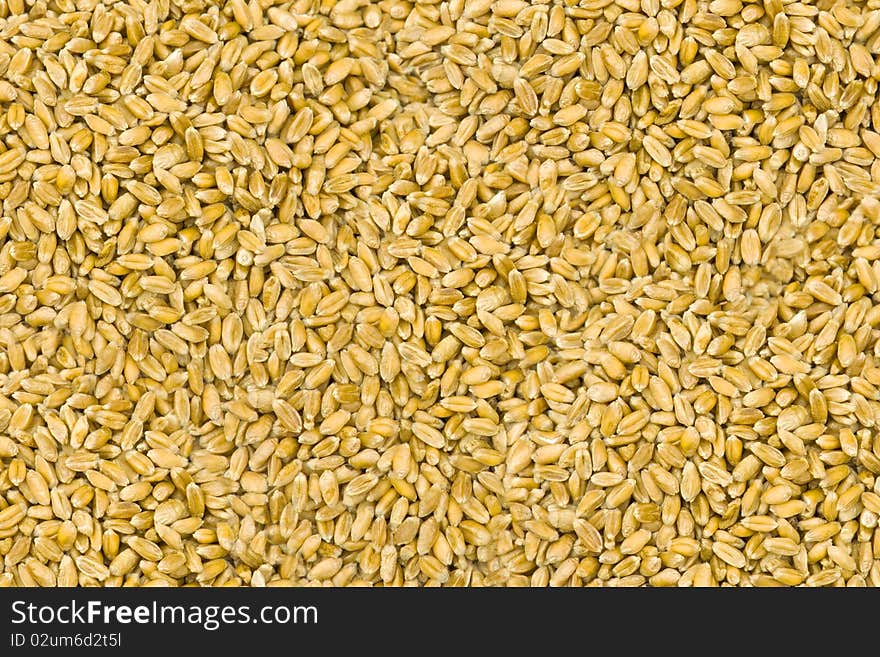 Grain