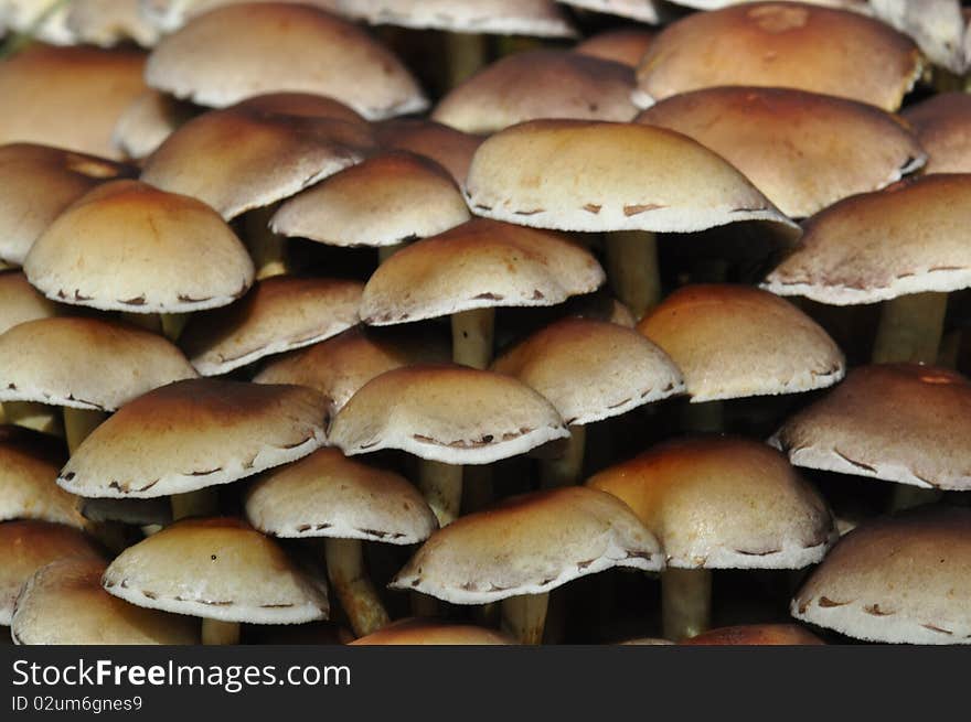 Dozens mushrooms on a tree