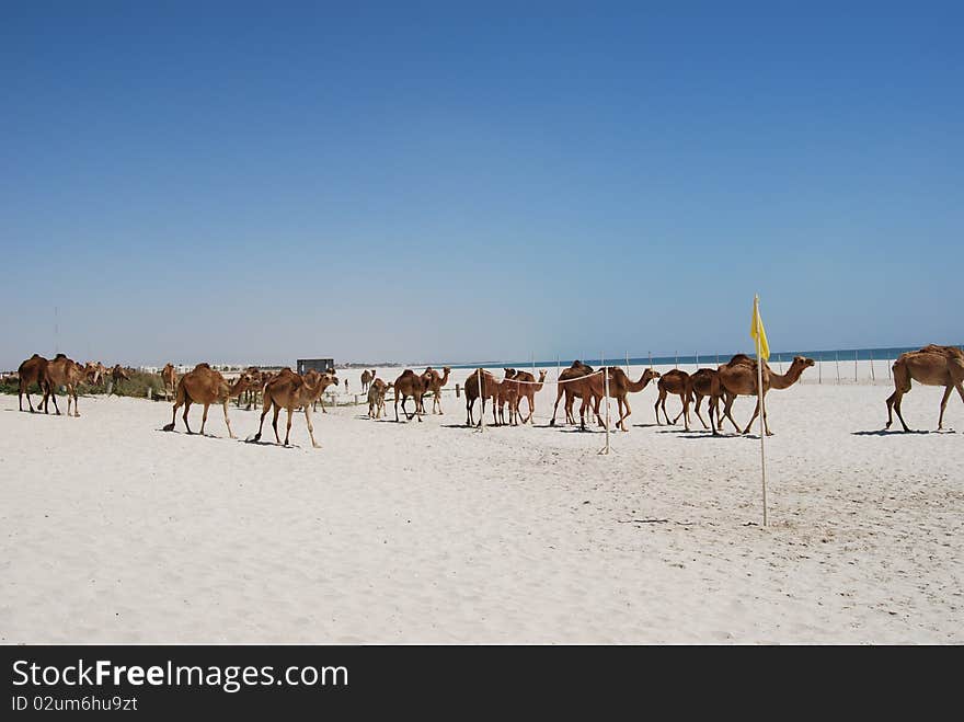 Camels Walking On The Beach