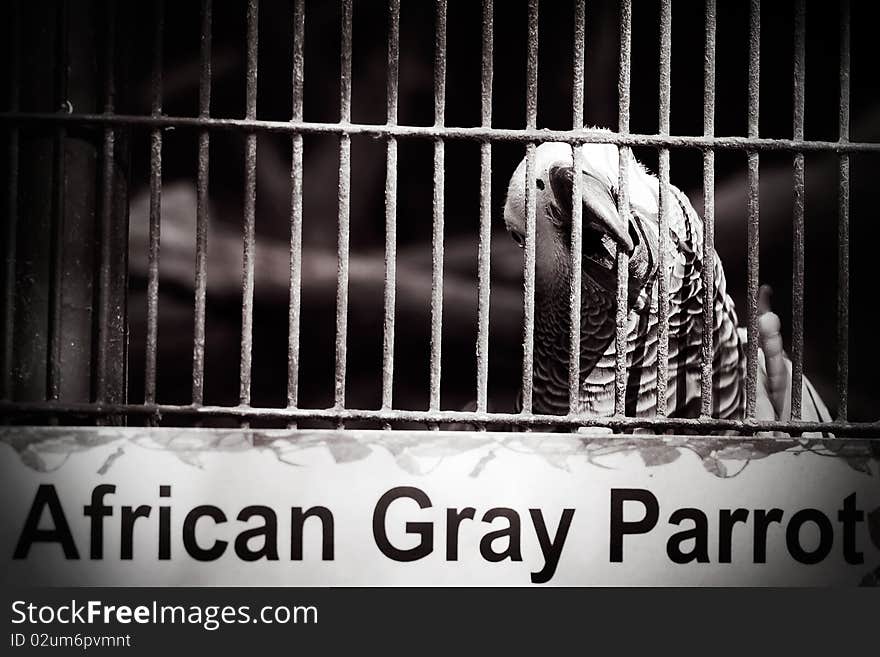 Life sentence for theat gray parrot. Life sentence for theat gray parrot.