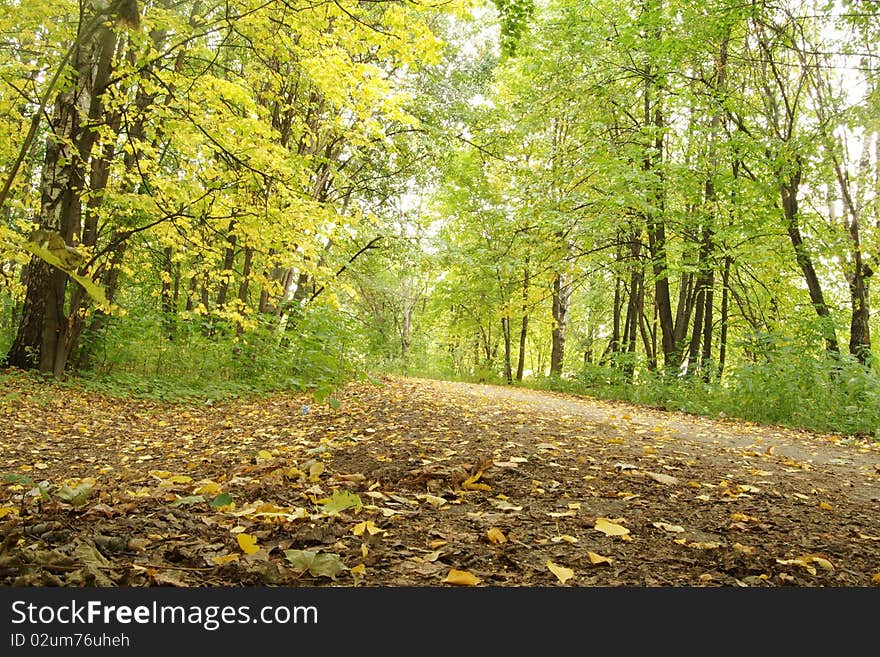 Autumn and yellow leaves