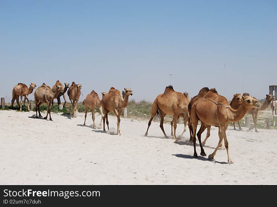 Camels walking on the beach in oman