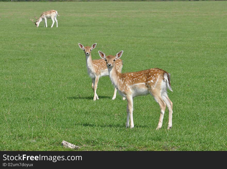 Two deers on a field