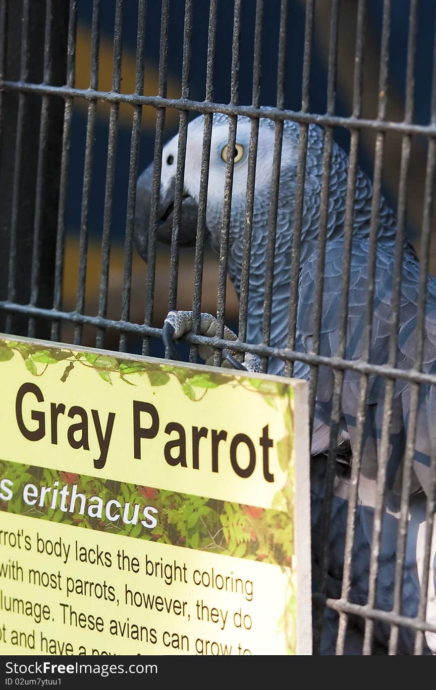 Gray parrot found guilt: Life sentence.