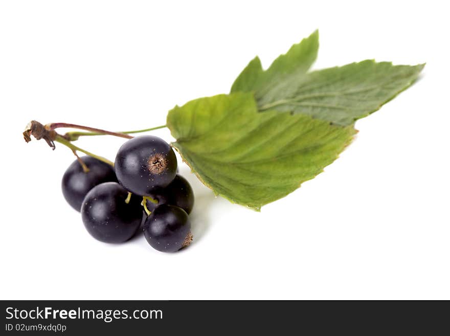 Black currant isolated on white background