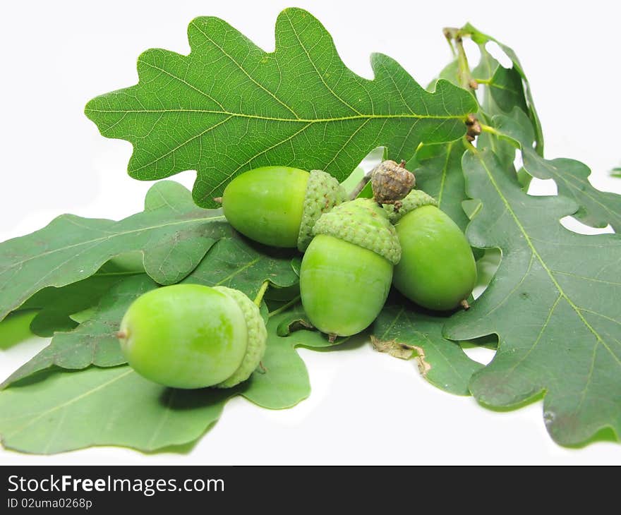 Branch of oak tree leaves and nuts isolated on white background