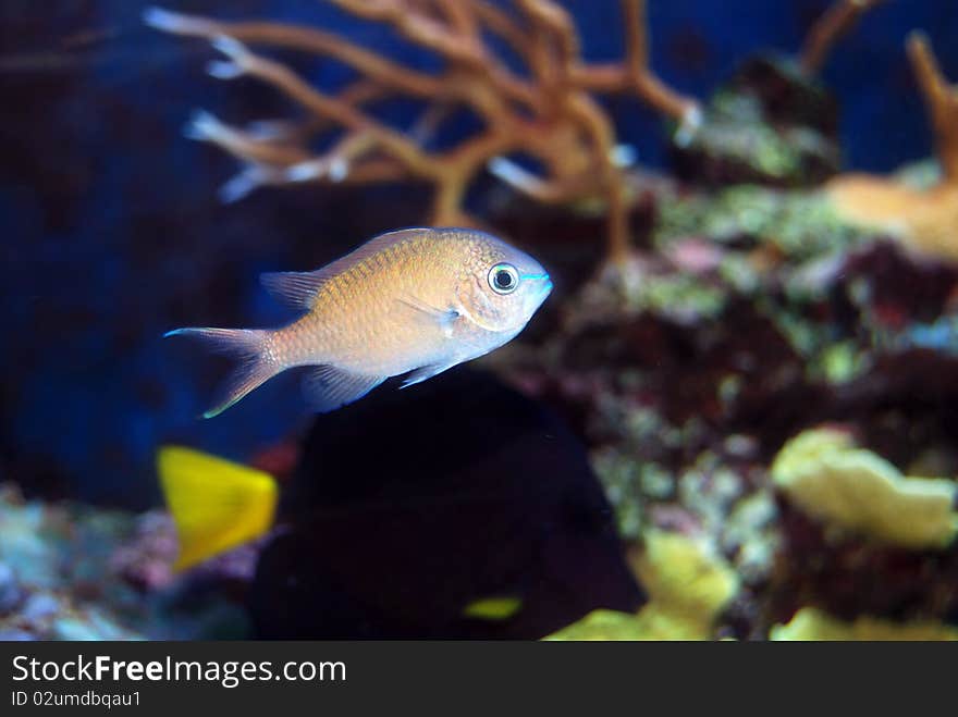 Chromis Fish