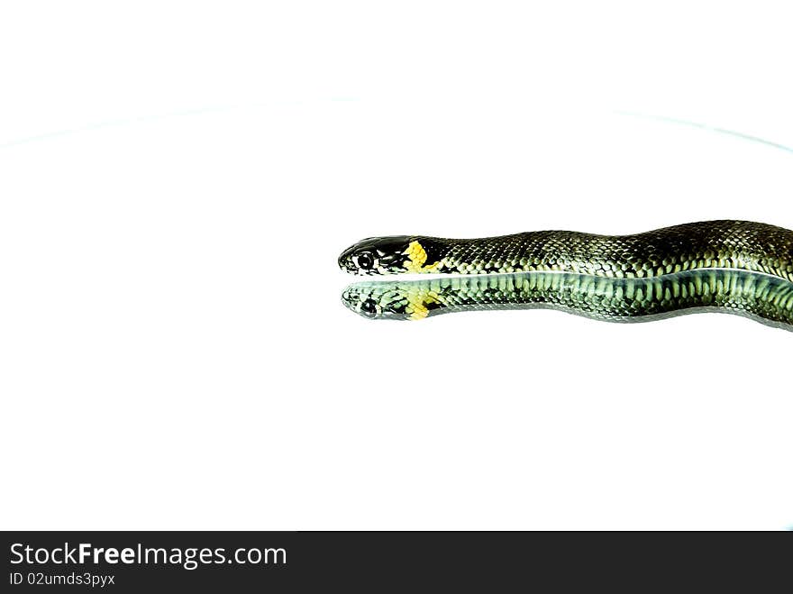 snake grass close to the mirror with the reflection of a white background,. snake grass close to the mirror with the reflection of a white background,