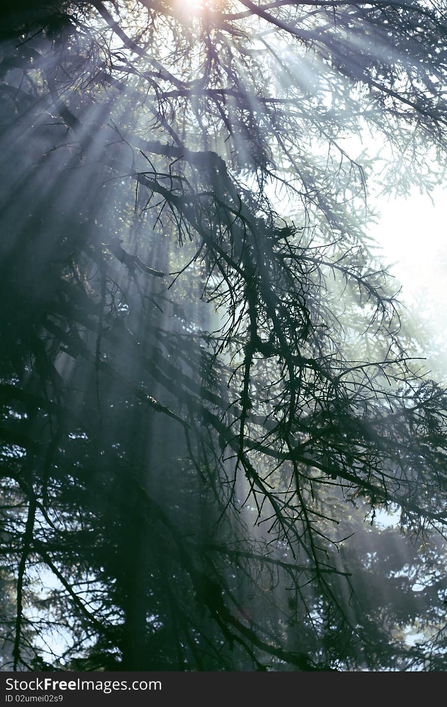 Foggy forest