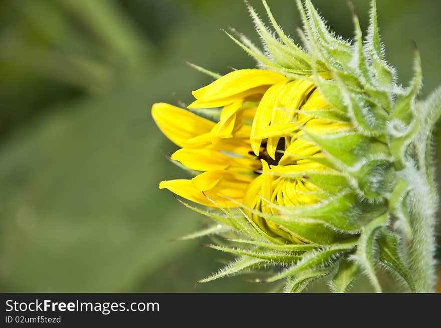 Young Sunflower