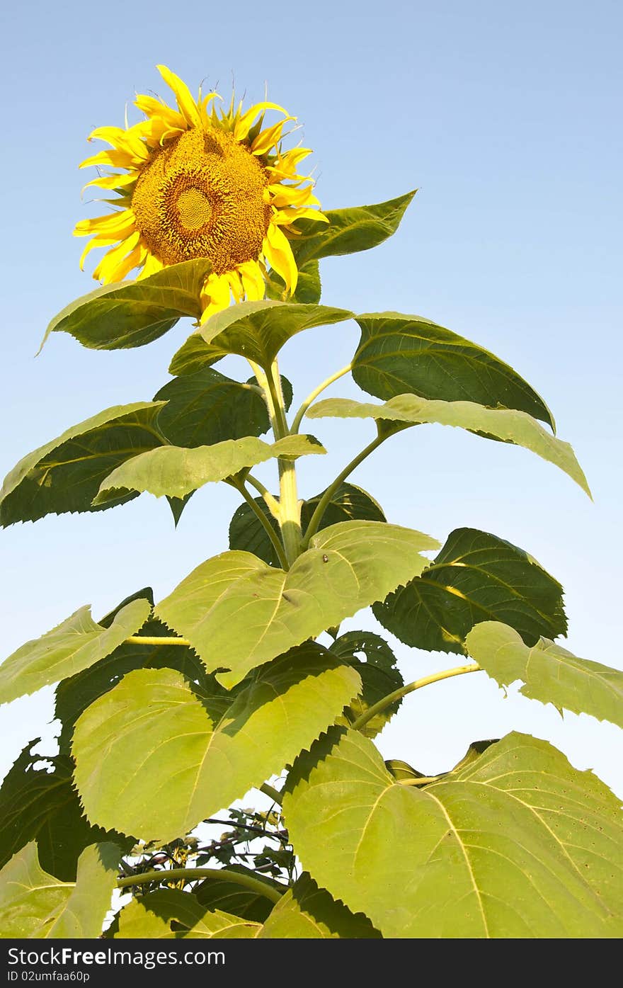 Tall yellow sunflower growing hight into the sky.