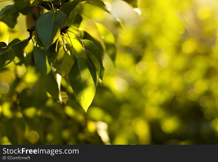 Green pear leaves. shallow focus. Green pear leaves. shallow focus