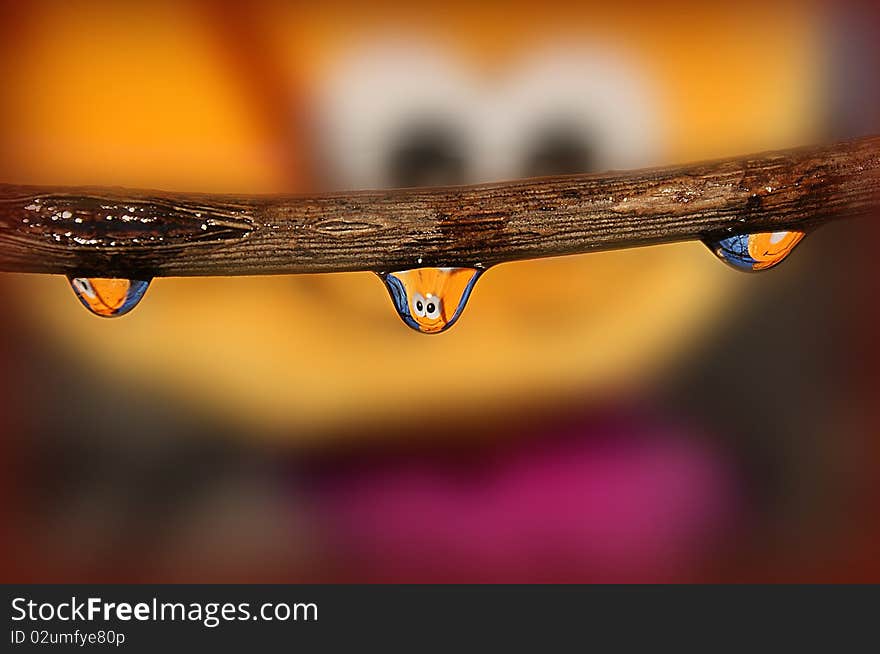 Water droplets hang on a tree branch