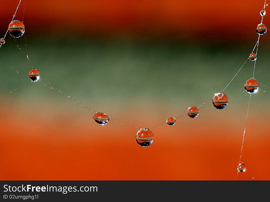 Water drops hang on a web. Water drops hang on a web