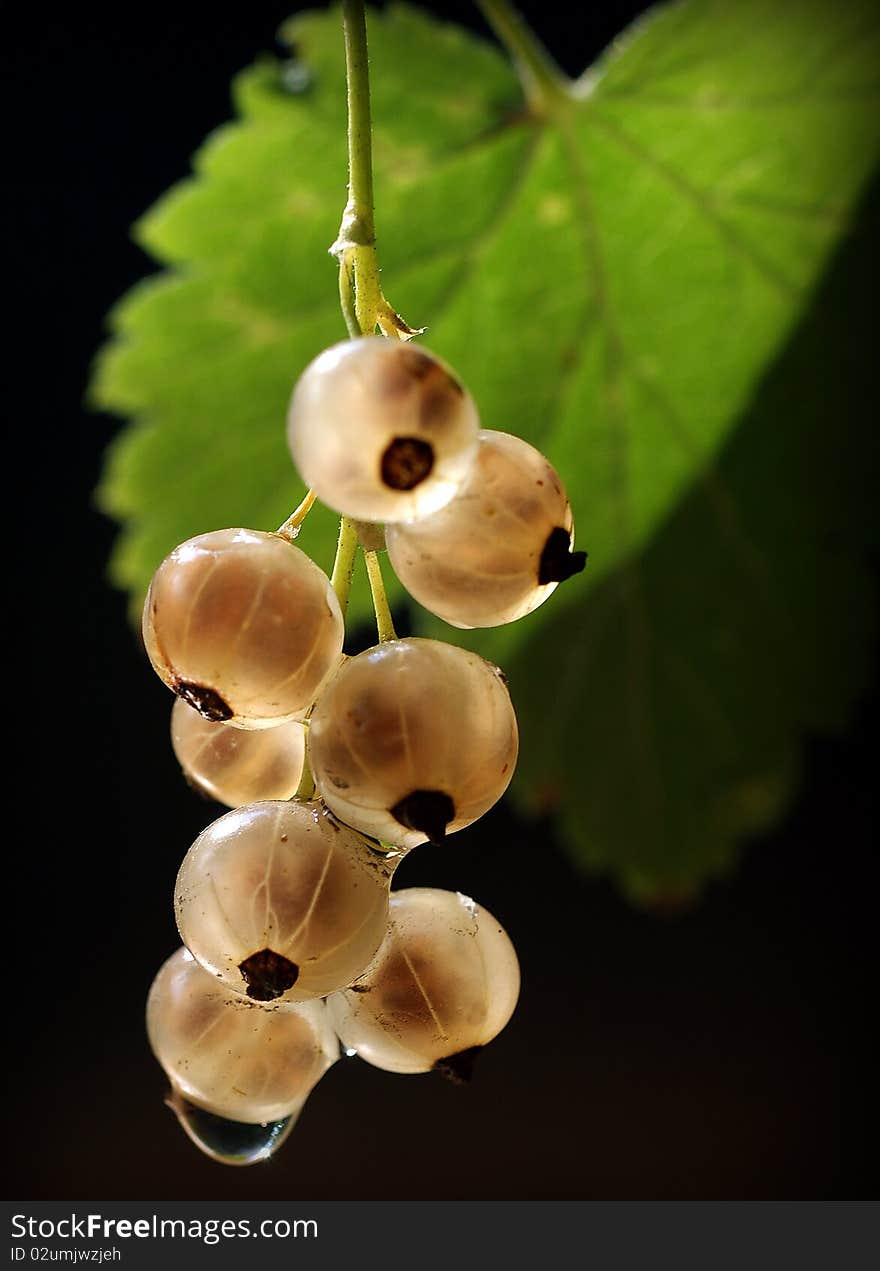 Currant