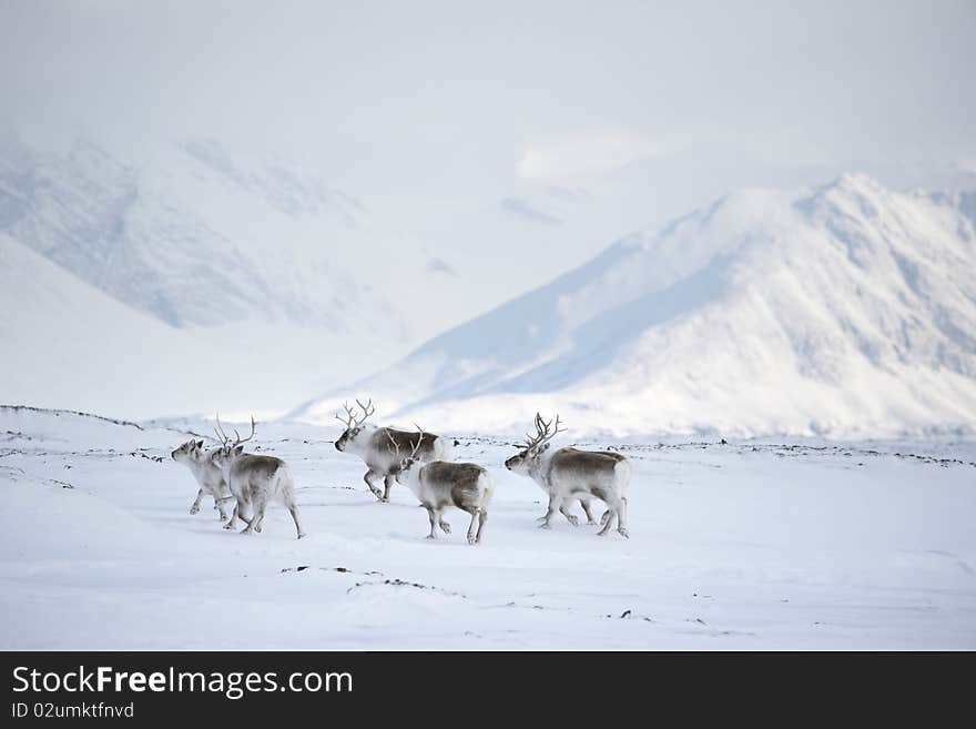 Reindeers in natural environment (Spitsbergen, Arctic). Reindeers in natural environment (Spitsbergen, Arctic)