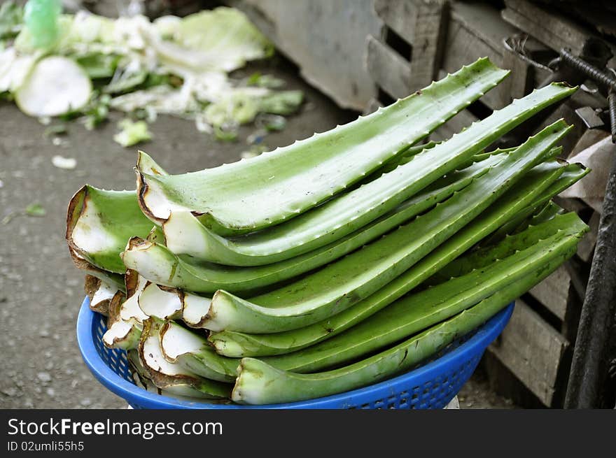 Aloe Vera