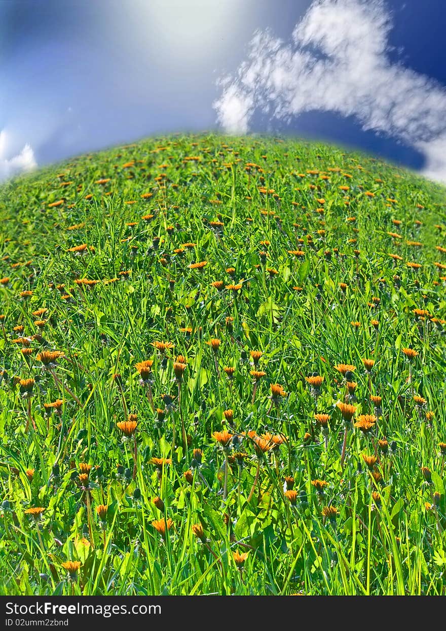 Landscape with dandelions hill, closeup. Landscape with dandelions hill, closeup