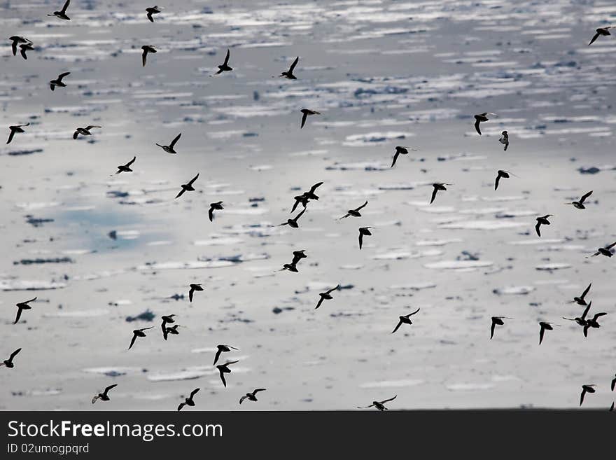 Birds over the Arctic Ocean