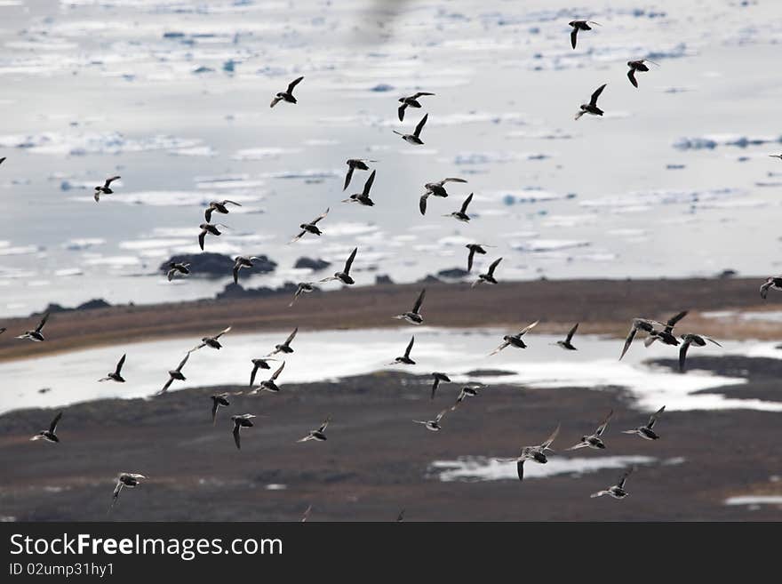 Birds over the Arctic Ocean