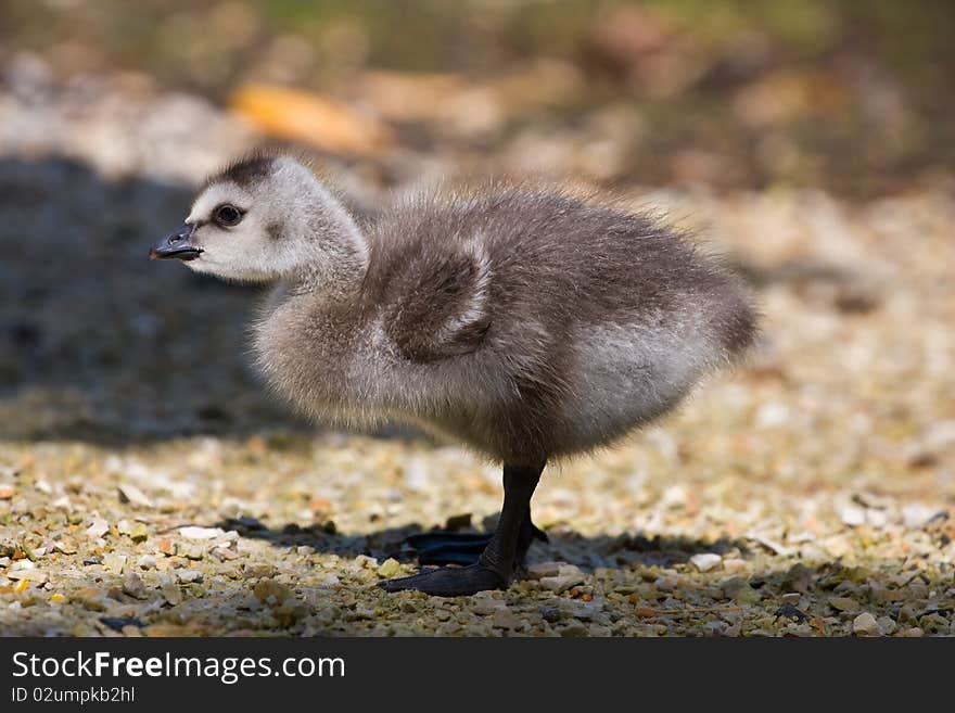 Gosling closeup on a sandy background