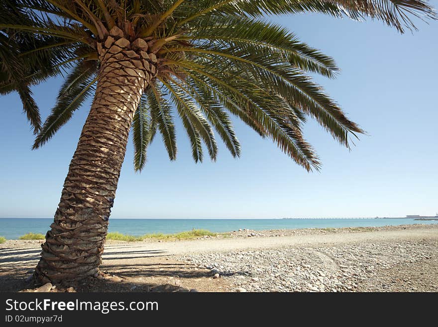 Palm at the beach