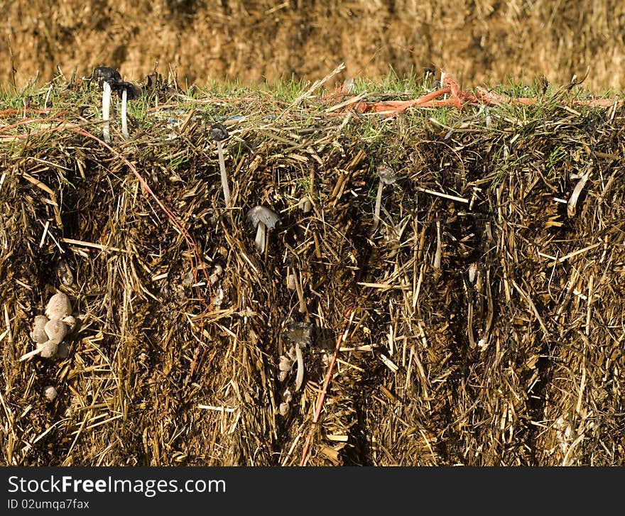 Mushrooms on Straw