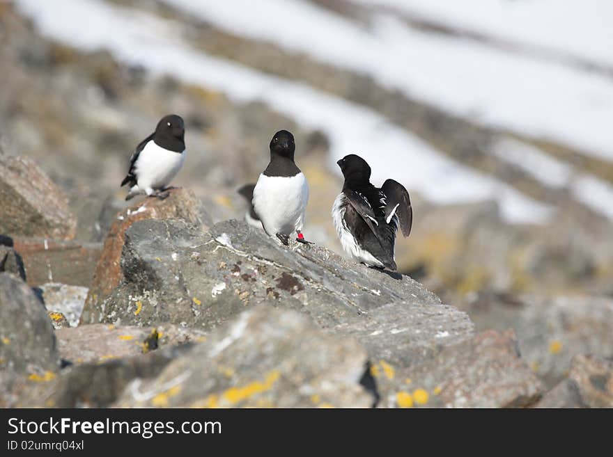 Arctic Bird With Ring (Little Auk)