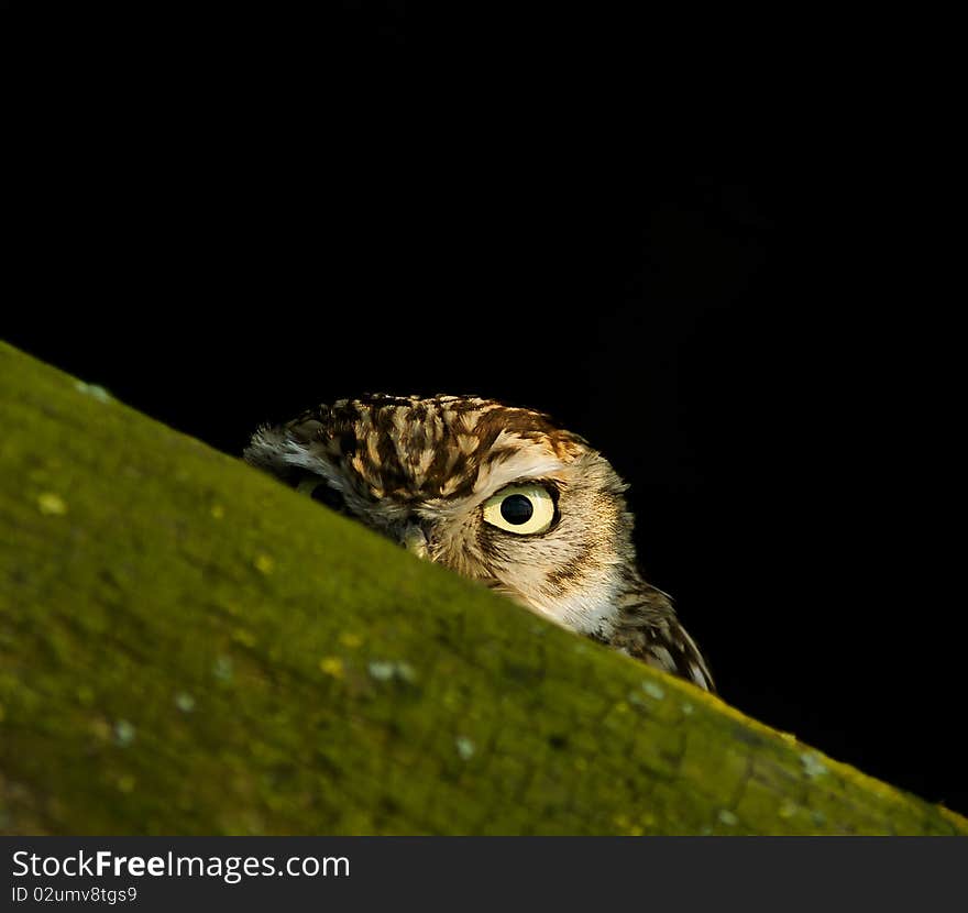 Little owl