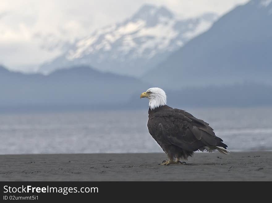 A bald eagle takes a break on the beach in Homer, Alaska to enjoy the beautiful view. A bald eagle takes a break on the beach in Homer, Alaska to enjoy the beautiful view.