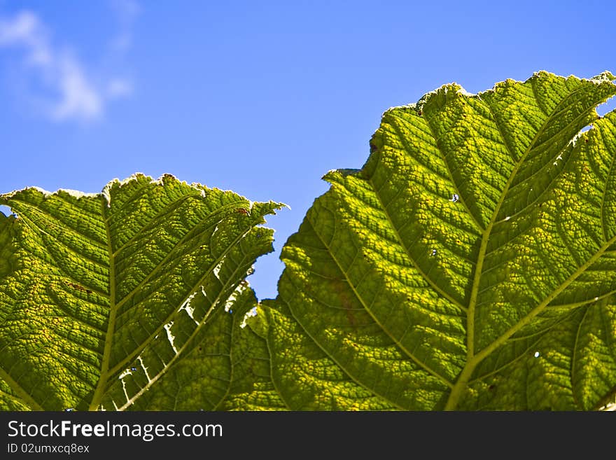 English country garden with large leafed plant against blue sky. English country garden with large leafed plant against blue sky