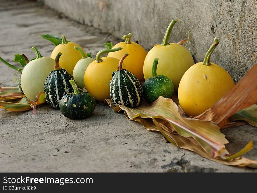 Decorative Pumpkins nicely arranged on leafs