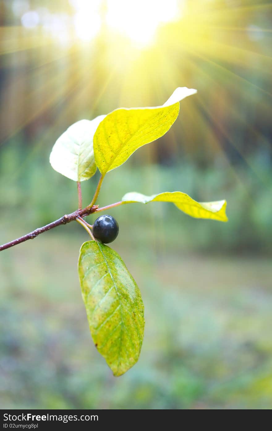 Wood berry in morning wood. Wood berry in morning wood