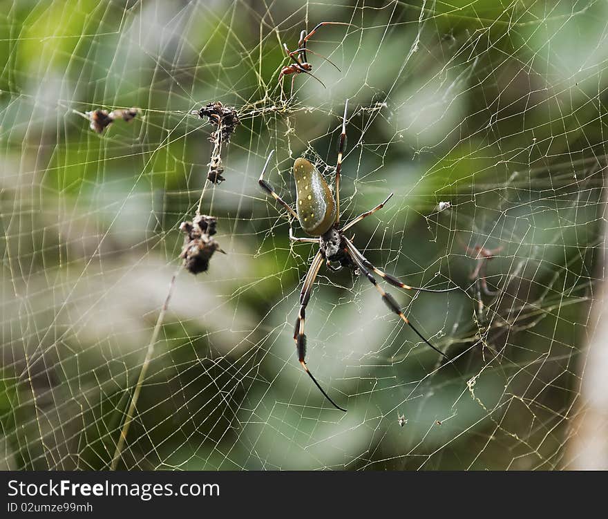 Golden Orb weaver spider in its web