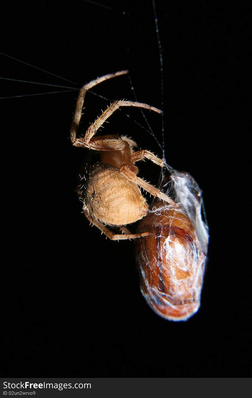 Small spider on web wrapping up junebug and preparing to eat. Small spider on web wrapping up junebug and preparing to eat