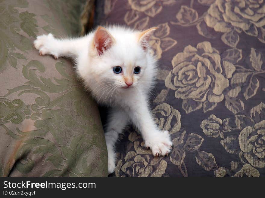 Kitten straddling two pillows, claws out. Kitten straddling two pillows, claws out