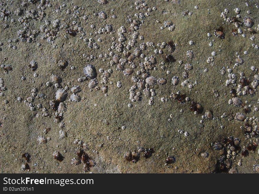 Rock texture with shells on. Rock texture with shells on.