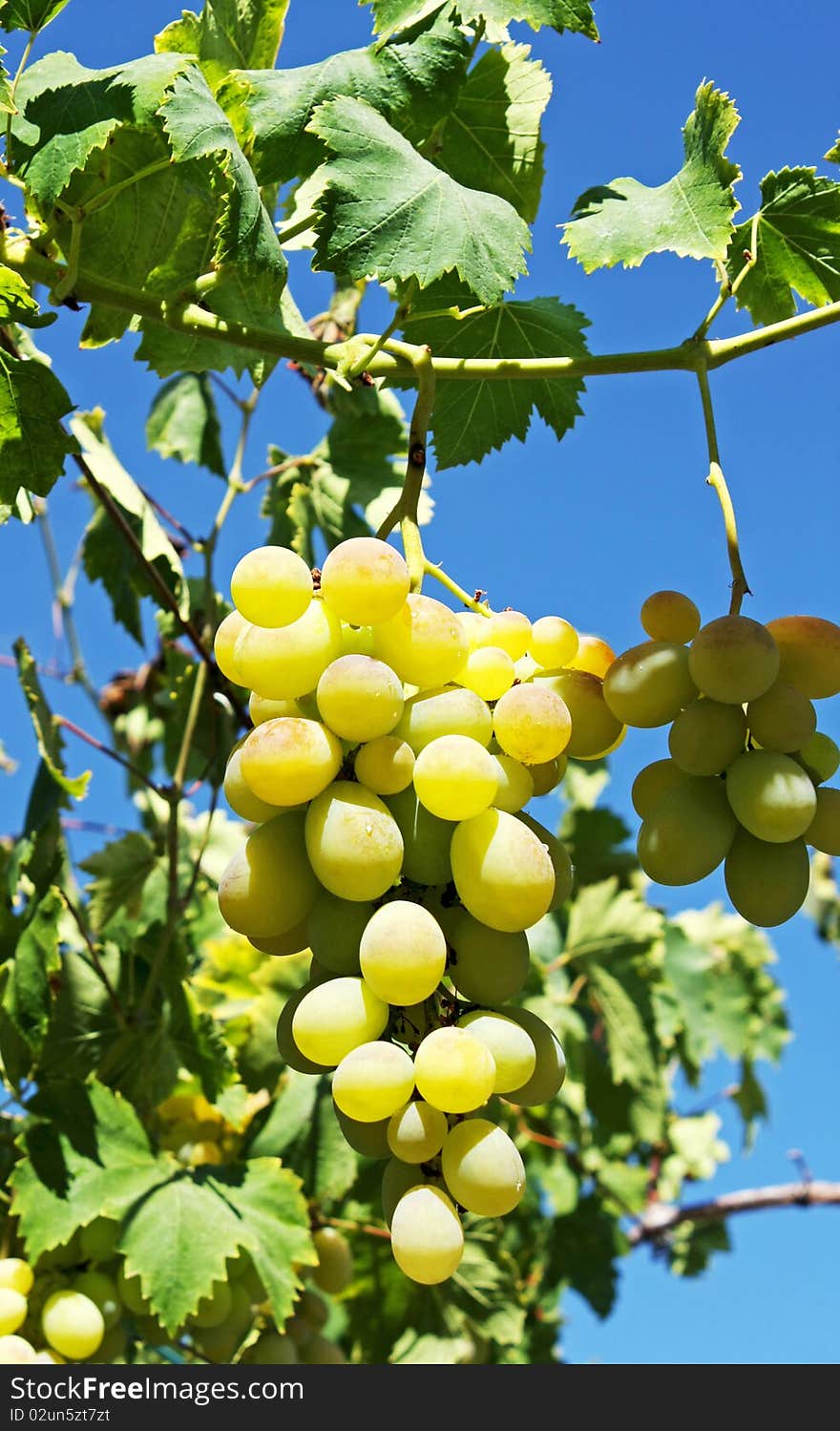 White grapes in the vineyard