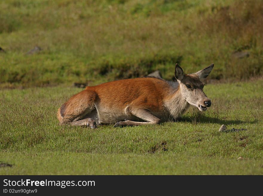 Red Deer Lying Down