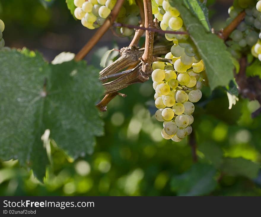 Close up image of grapes bunches on the vine ready for harvest. Close up image of grapes bunches on the vine ready for harvest