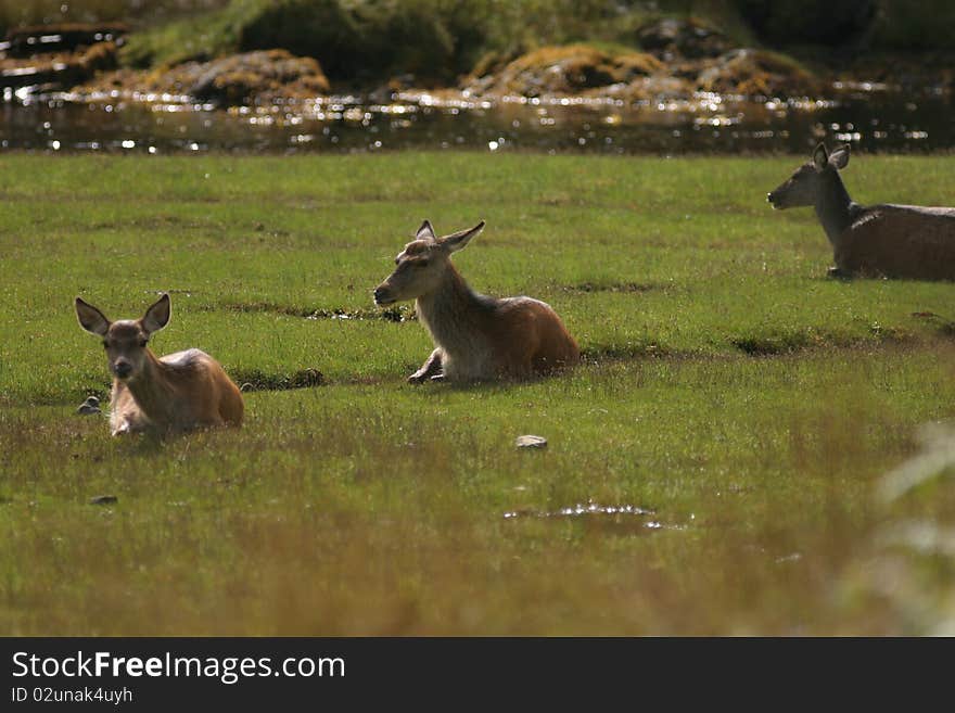 Red Deer Herd