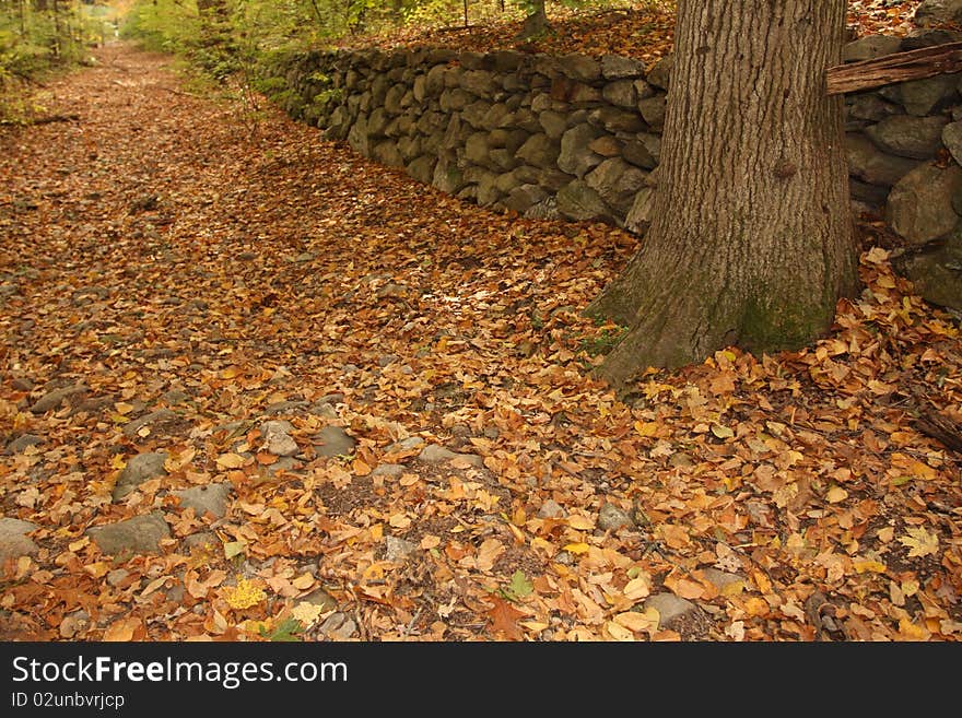 Path through the woods in Fall. Path through the woods in Fall