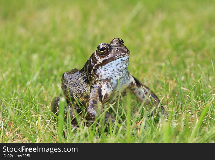 Toad on the grass