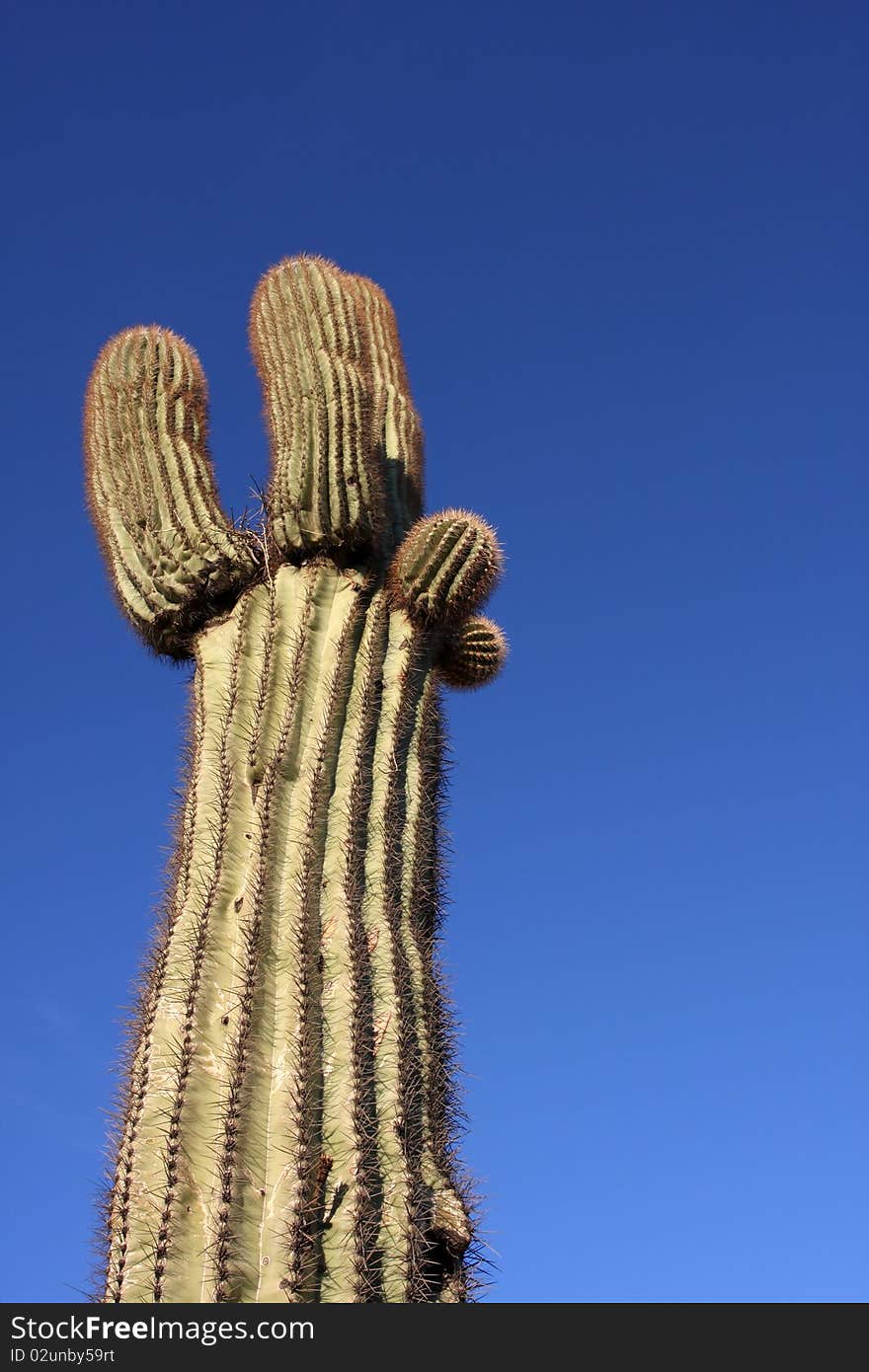 Saguaro Cactus