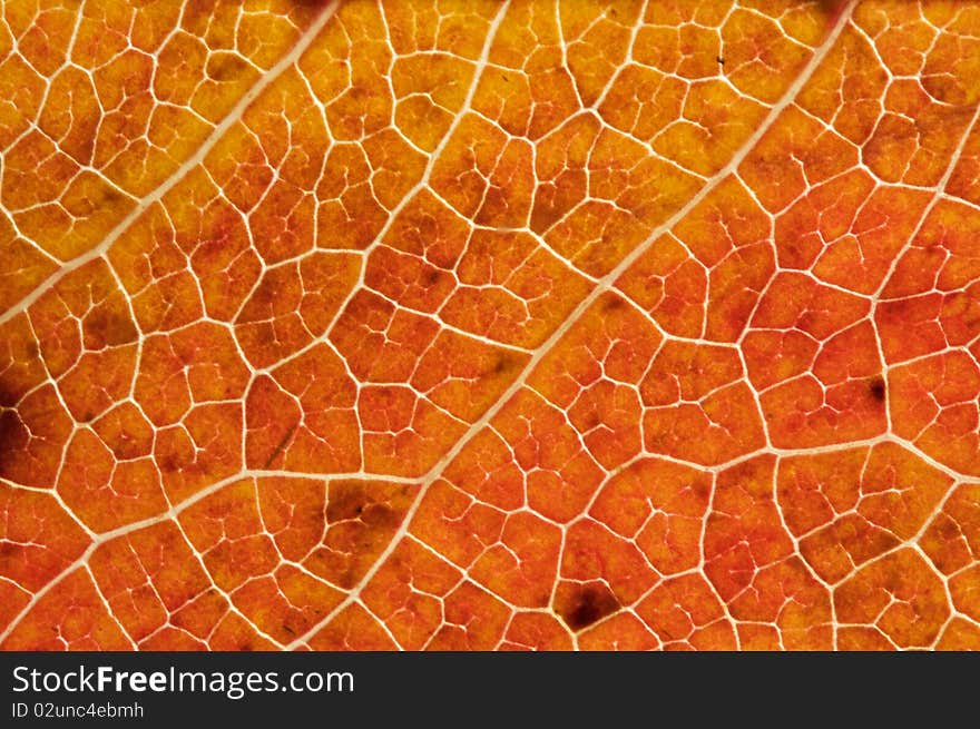 Macro of an Autumn Leaf