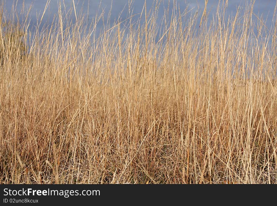 Dried Grass of a Field in Autumn. Dried Grass of a Field in Autumn