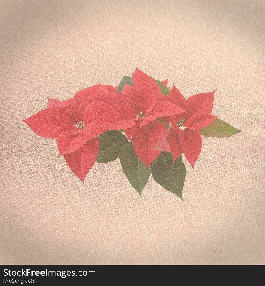 Old paper background with red poinsettia