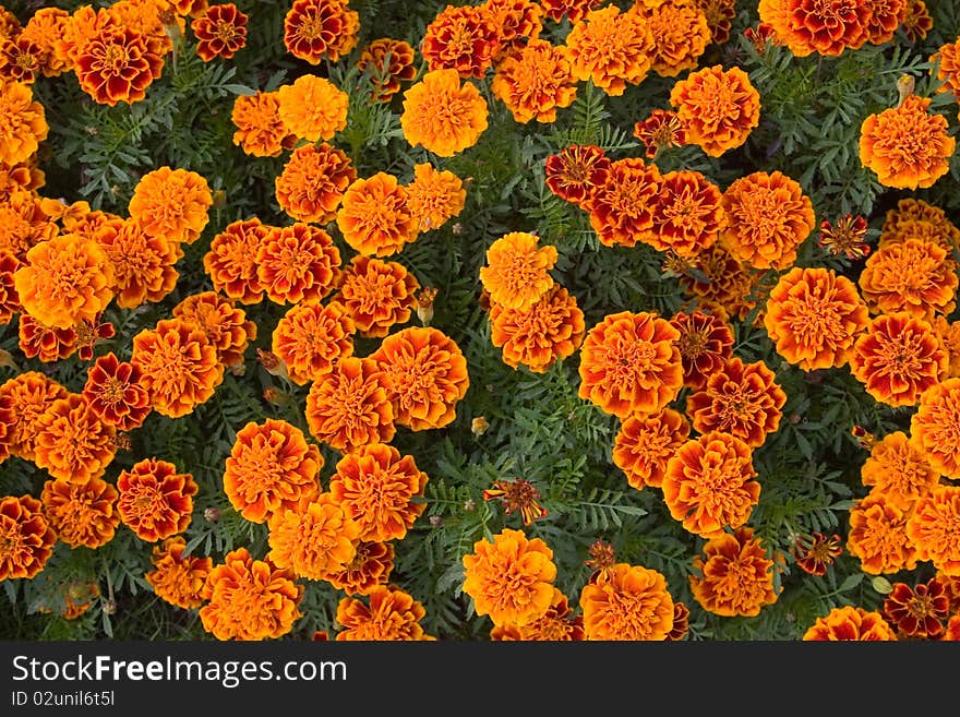 Background of orange flowers, summer flowerbed