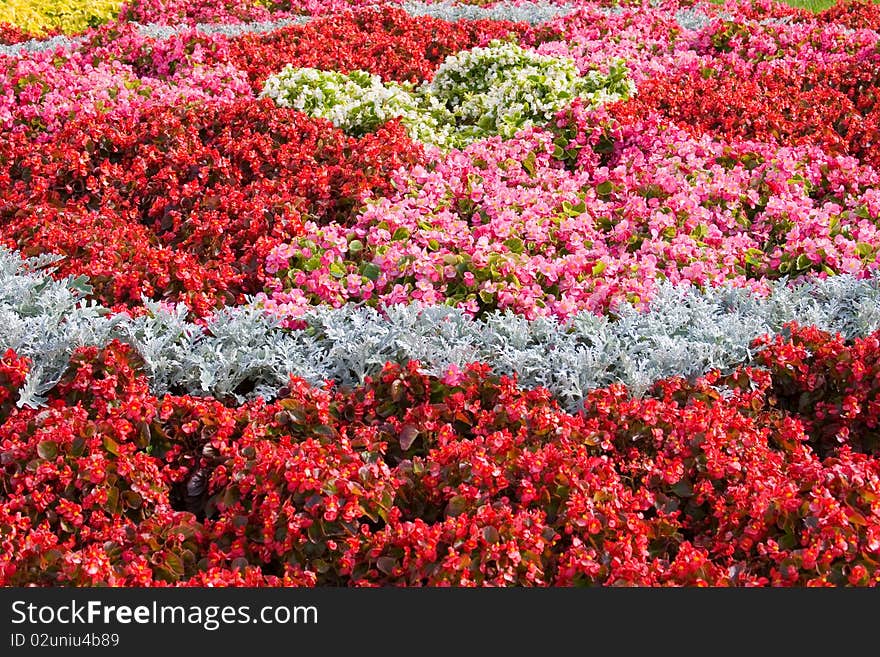 Beautiful flowers in summer